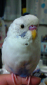 ピースケ
