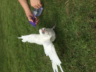 アカビタイムジオウム とりっち鳥図鑑 生態 飼い方 病気など とりっち インコなど鳥の日本最大級sns