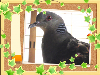 鳥の愛鳥自慢 特技 かわいいしぐさ とりっち インコなど鳥の日本最大級sns
