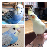 しじみくんの飼い主