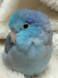 小鳥遊まめ