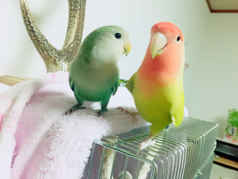 鳥の飼い方 生活 コザクラインコの発情で困っています とりっち インコなど鳥の日本最大級sns