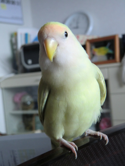 鳥の飼い方 生活 コザクラ 女の子 性格豹変 とりっち インコなど鳥の日本最大級sns