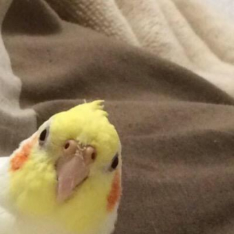 鳥の病気 病院 オカメインコの様子がいつもと違うのですが 病気でしょうか とりっち インコなど鳥の日本最大級sns
