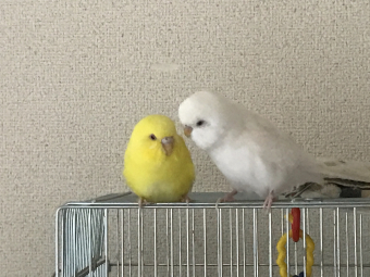 鳥の病気 病院 産卵 お腹の腫れについて とりっち インコなど鳥の日本最大級sns