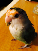 こばやん