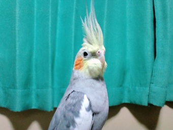 鳥の飼い方 生活 効果的なおしめトレーニング法を教えてください とりっち インコなど鳥の日本最大級sns