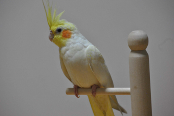 竹たけ