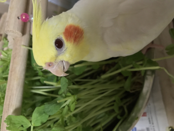 鳥の健康 えさ 2週間前にお迎えしたオカメインコが餌を食べず困っています とりっち インコなど鳥の日本最大級sns