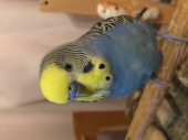 ぴよつね