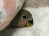 ビビタス