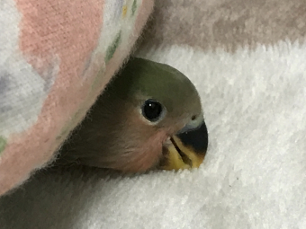 ビビタス