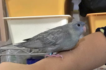 鳥の飼い方 生活 セキセイインコとオキナインコで迷っています とりっち インコなど鳥の日本最大級sns