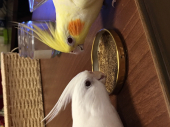 まゆインコ