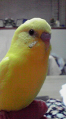 セブン