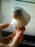 toriashi