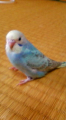 セキセイ大好き