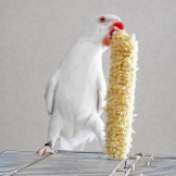 chamako