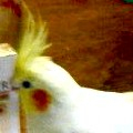 オカメーズ