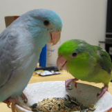 もこめ
