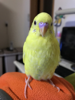 鳥の飼い方 生活 すぐに頭に乗っちゃうセキセイインコ とりっち インコなど鳥の日本最大級sns