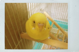 ふうたろう