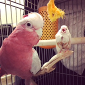 momo&maron