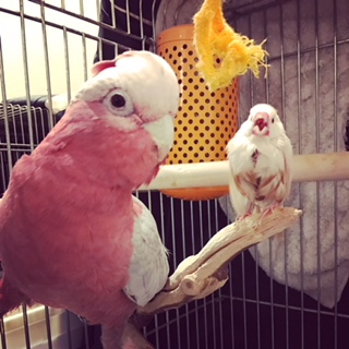 鳥の飼い方 生活 モモイロインコについて とりっち インコなど鳥の日本最大級sns