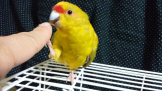 キガシラアオハシインコ とりっち鳥図鑑 生態 飼い方 病気など とりっち インコなど鳥の日本最大級sns