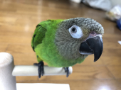しもしも