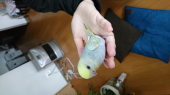 小鳥ビギナー