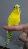 ちぃすけ