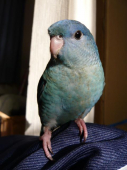 kabako