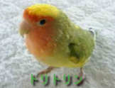 トリトリン
