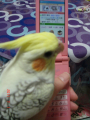 うさちゅー