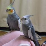 ニコマコパパ