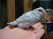 リトルアリエス