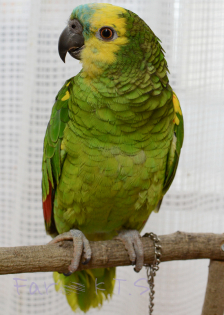 アオボウシインコ とりっち鳥図鑑 生態 飼い方 病気など とりっち インコなど鳥の日本最大級sns