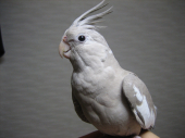 ぽんこ