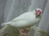 ぷり