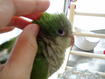 鳥のオフ会 イベント 鳥の散歩って可能 とりっち インコなど鳥の日本最大級sns