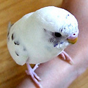 ぴちゆ