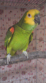 Birdie