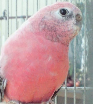 鳥の雑談 挨拶 インコの種類教えて頂けませんか とりっち インコなど鳥の日本最大級sns