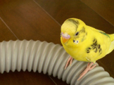pinoko