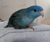 ユウ@サザナミインコ