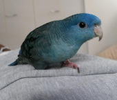 ユウ@サザナミインコ