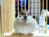 ちゅんすけ