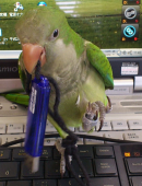 ナス
