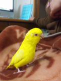 きろりん